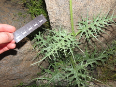 Loasa illapelina