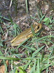 Trachycephalus mesophaeus