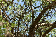 Geoffroea decorticans