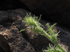 Loasa illapelina