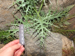 Loasa illapelina