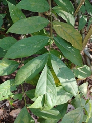 Wisteria sinensis