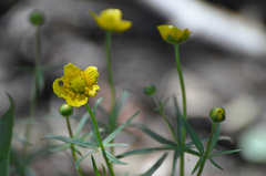 Ranunculus auricomus