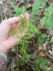 Sceptridium biternatum