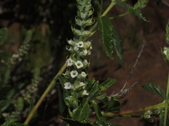 Aloysia salviifolia