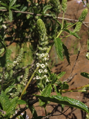 Aloysia salviifolia