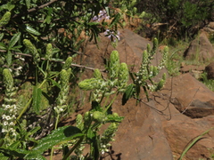 Aloysia salviifolia