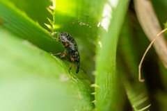 Heilipodus erythropus
