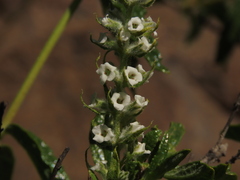 Aloysia salviifolia
