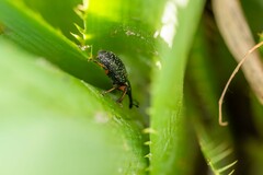 Heilipodus erythropus