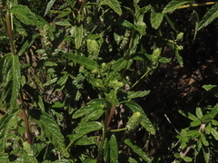 Aloysia salviifolia