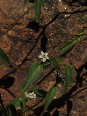Diplolepis geminiflora