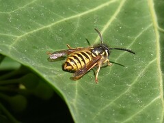 Vespula vulgaris