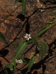 Diplolepis geminiflora