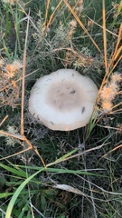 Lepista personata