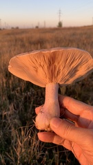 Lepista personata