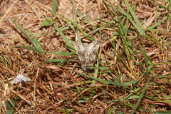 Macrurocampa marthesia