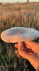 Lepista personata