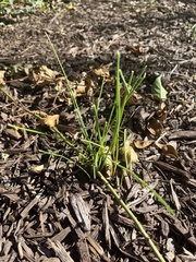 Allium vineale