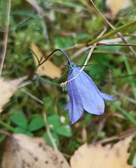 Campanula rotundifolia