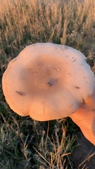 Lepista personata