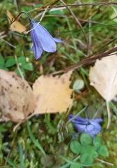 Campanula rotundifolia