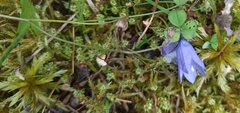 Campanula rotundifolia