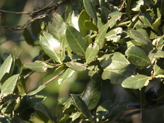 Citronella mucronata