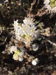 Moscharia pinnatifida