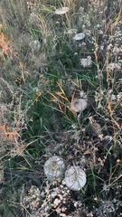 Lepista personata