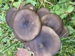 Lyophyllum fumosum