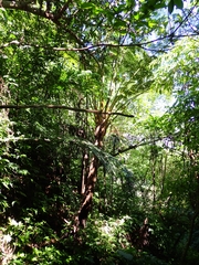 Sphaeropteris lepifera