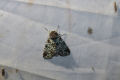 Harrisimemna trisignata