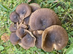 Lyophyllum fumosum