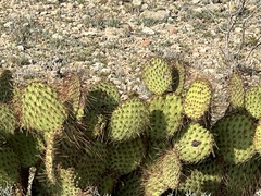 Opuntia strigil