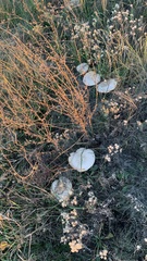 Lepista personata