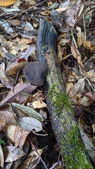 Trichaleurina tenuispora