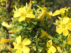 Oxalis virgosa