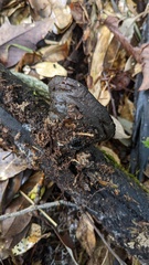 Trichaleurina tenuispora
