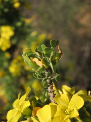 Oxalis virgosa