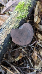 Trichaleurina tenuispora
