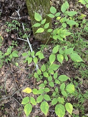 Aralia spinosa