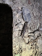 Anisomorpha ferruginea