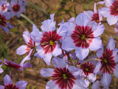 Leucocoryne purpurea