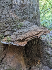 Ganoderma applanatum