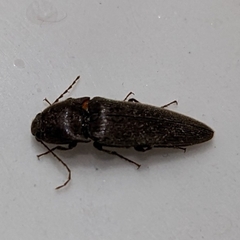 Elateridae