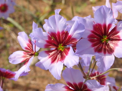Leucocoryne purpurea