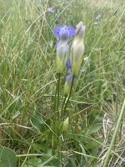 Gentianopsis thermalis