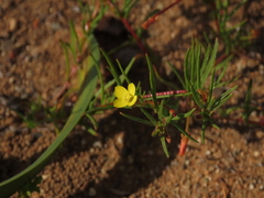 Camissonia dentata