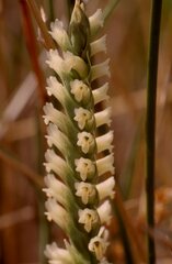 Spiranthes infernalis